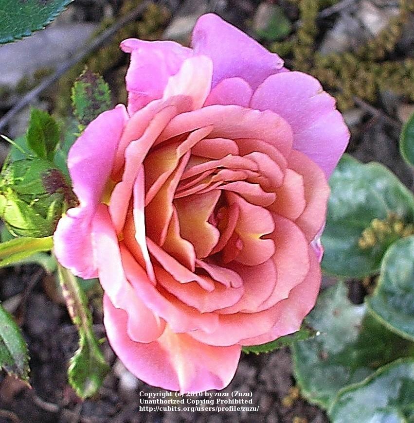 Photo of Rose (Rosa 'Kaleidoscope') uploaded by zuzu