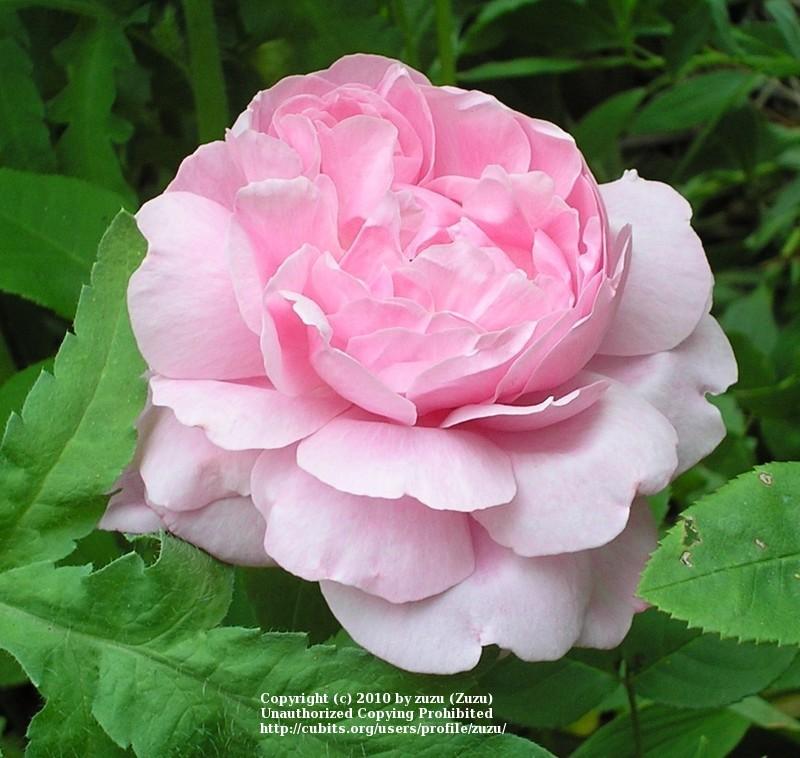 Photo of English Shrub Rose (Rosa 'Kathryn Morley') uploaded by zuzu