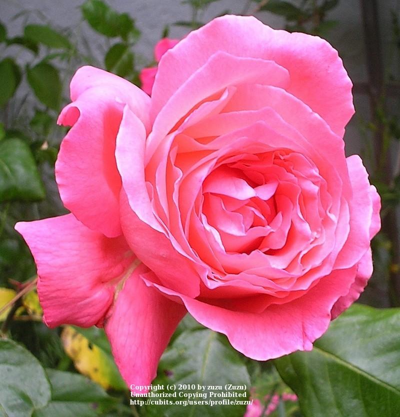Photo of Rose (Rosa 'Key Largo') uploaded by zuzu