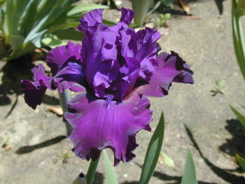 Photo of Tall Bearded Iris (Iris 'Diabolique') uploaded by Betja