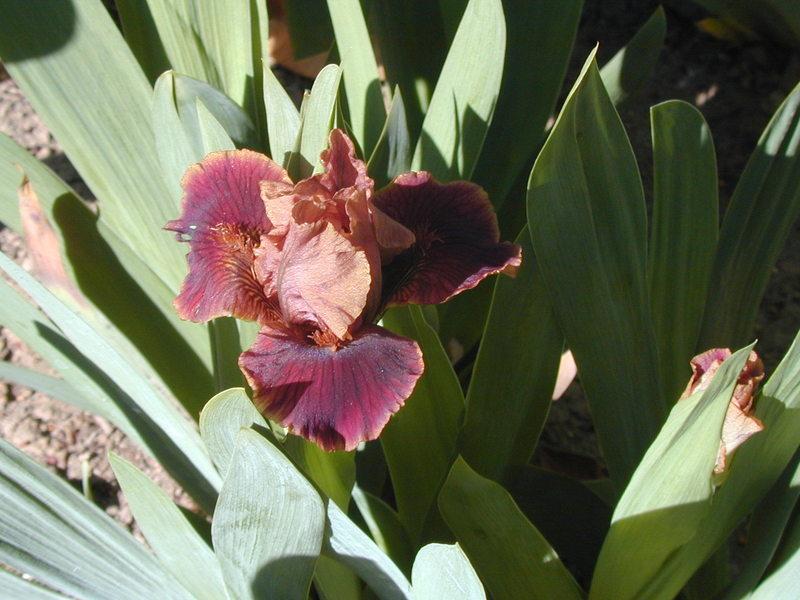 Photo of Standard Dwarf Bearded Iris (Iris 'Death by Chocolate') uploaded by Betja