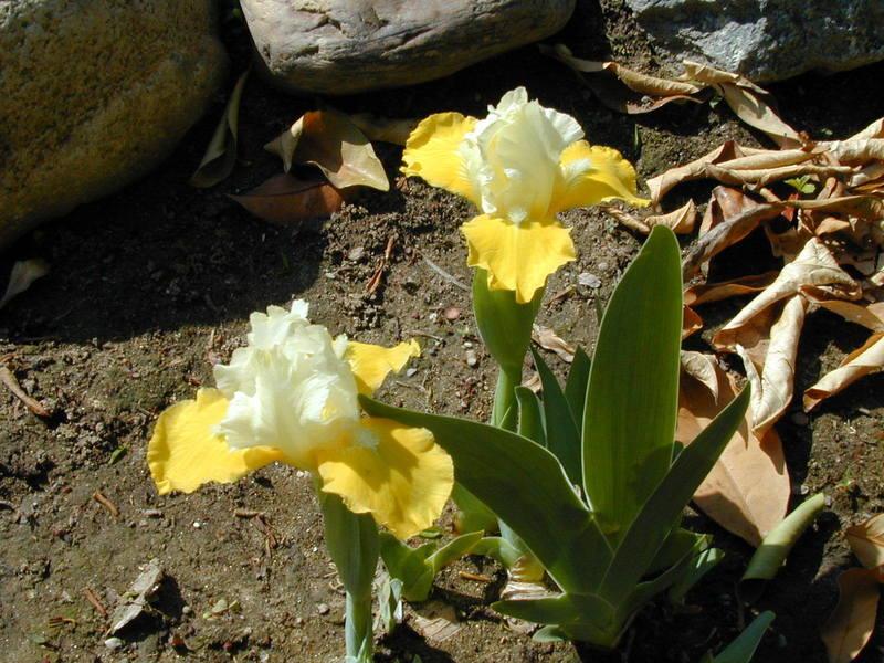 Photo of Standard Dwarf Bearded Iris (Iris 'Vavoom') uploaded by Betja
