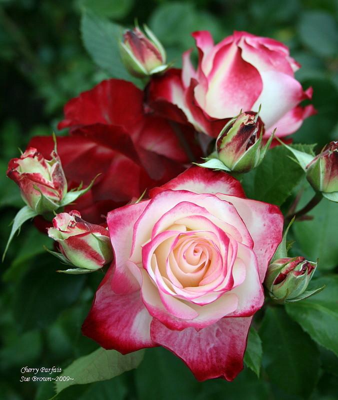 Photo of Rose (Rosa 'Cherry Parfait') uploaded by Calif_Sue