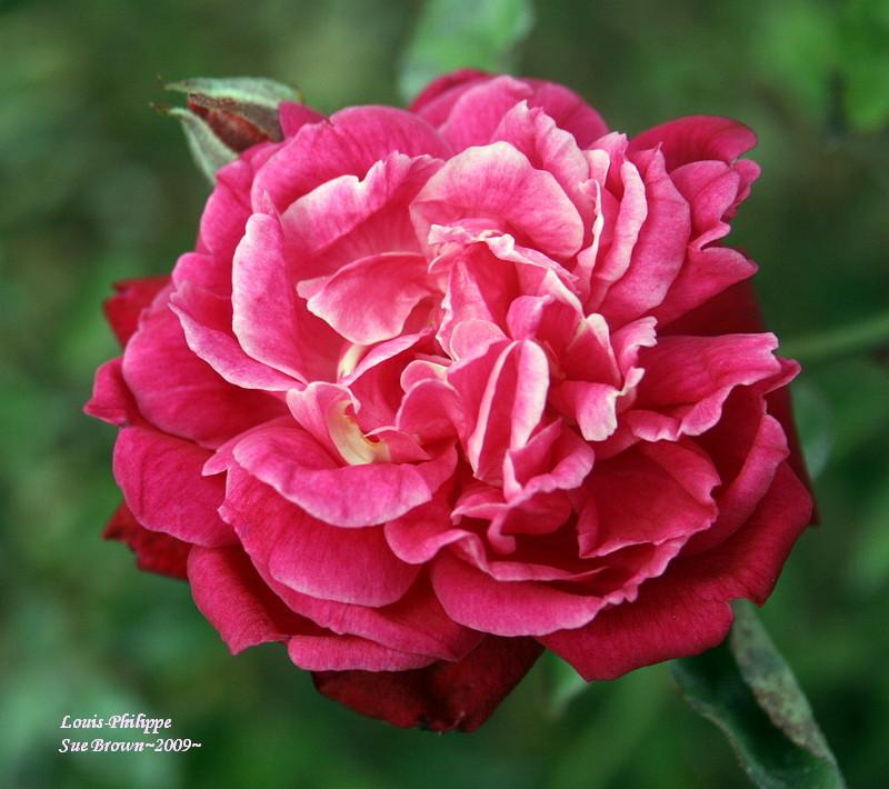 Photo of Rose (Rosa 'Louis-Philippe') uploaded by Calif_Sue