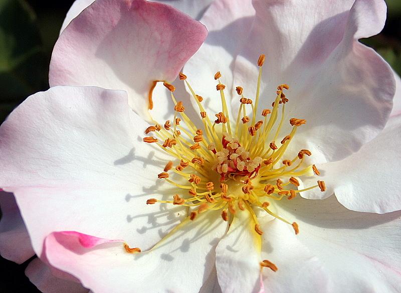 Photo of Rose (Rosa 'Lady of the Dawn') uploaded by Calif_Sue