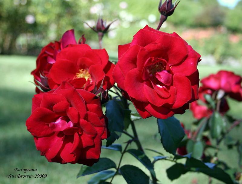 Photo of Rose (Rosa 'Europeana') uploaded by Calif_Sue