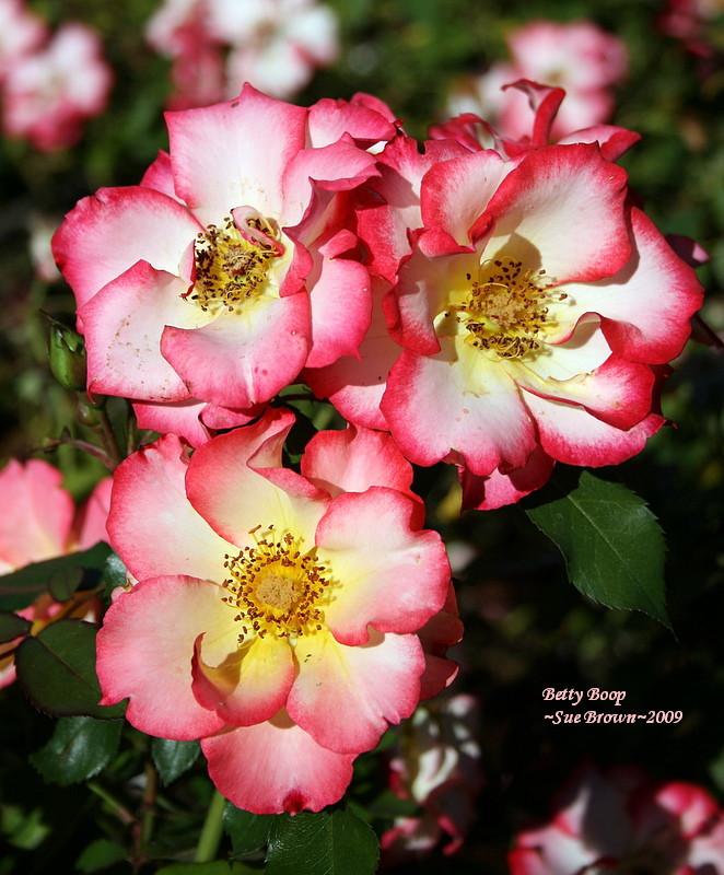 Photo of Rose (Rosa 'Betty Boop') uploaded by Calif_Sue
