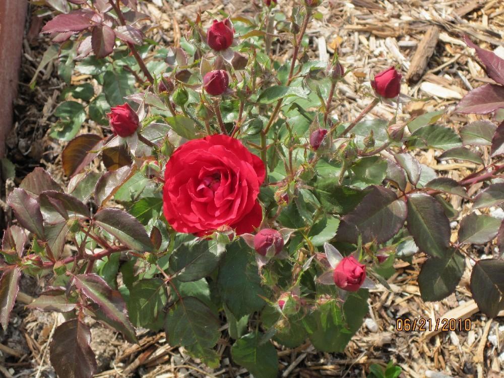 Photo of Rose (Rosa 'Europeana') uploaded by Skiekitty