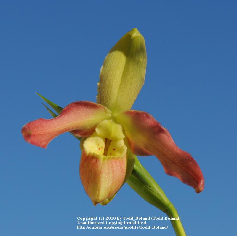 Photo of Orchid (Phragmipedium Eric Callender) uploaded by Todd_Boland