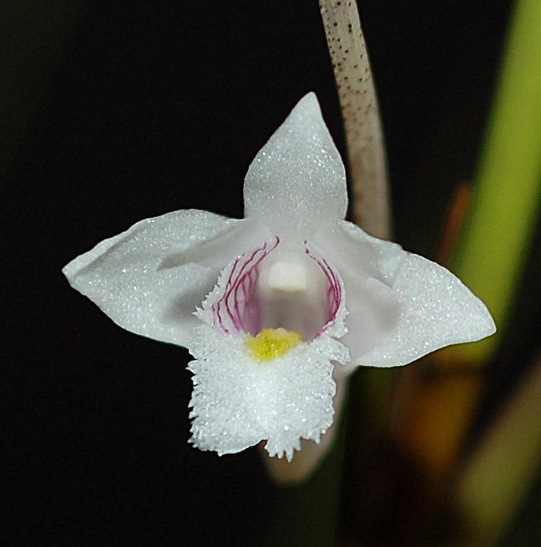 Photo of Orchid (Dendrobium equitans) uploaded by Ursula