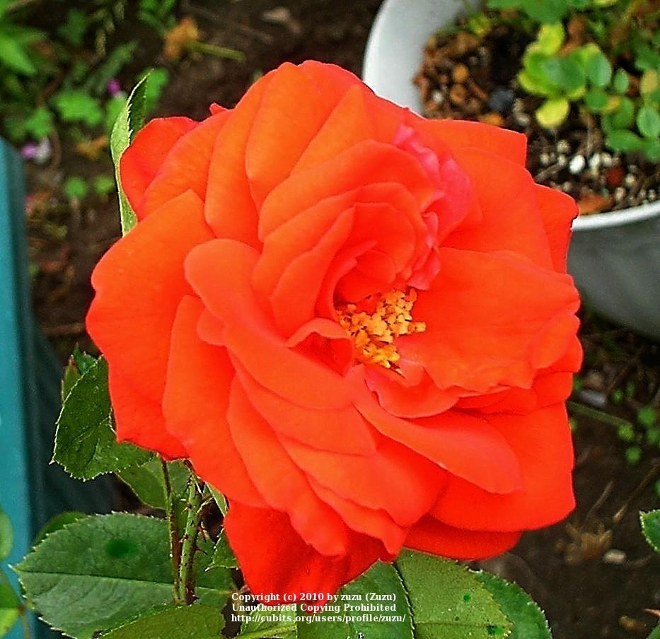 Photo of Rose (Rosa 'Kordes' Brillant') uploaded by zuzu