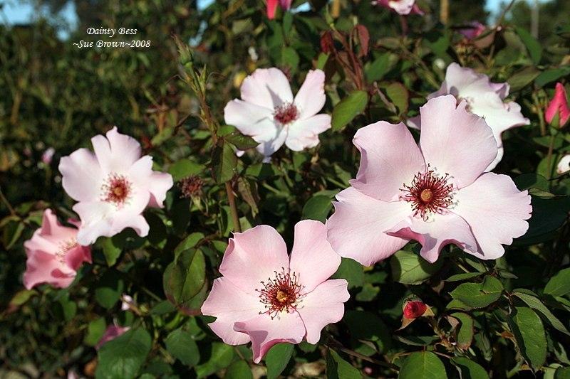 Photo of Rose (Rosa 'Dainty Bess') uploaded by Calif_Sue