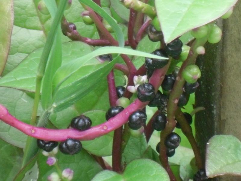 Photo of Malabar Spinach (Basella alba 'Rubra') uploaded by wildflowers