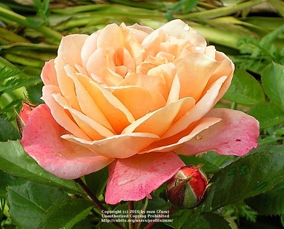 Photo of Rose (Rosa 'Lady of the Mist') uploaded by zuzu