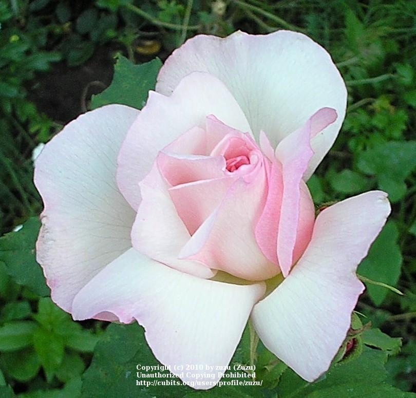 Photo of Climbing Hybrid Tea Rose (Rosa 'Lady Waterlow') uploaded by zuzu