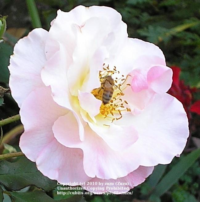 Photo of Rose (Rosa 'Lady of the Dawn') uploaded by zuzu
