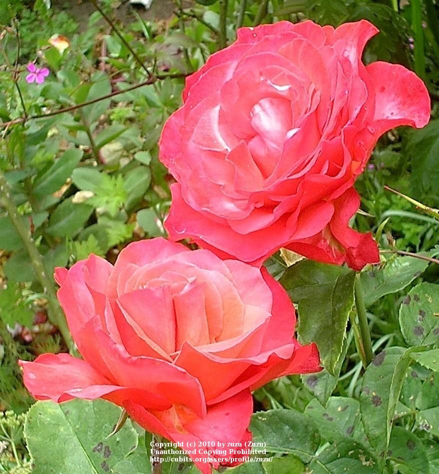 Photo of Rose (Rosa 'Lady Bird') uploaded by zuzu
