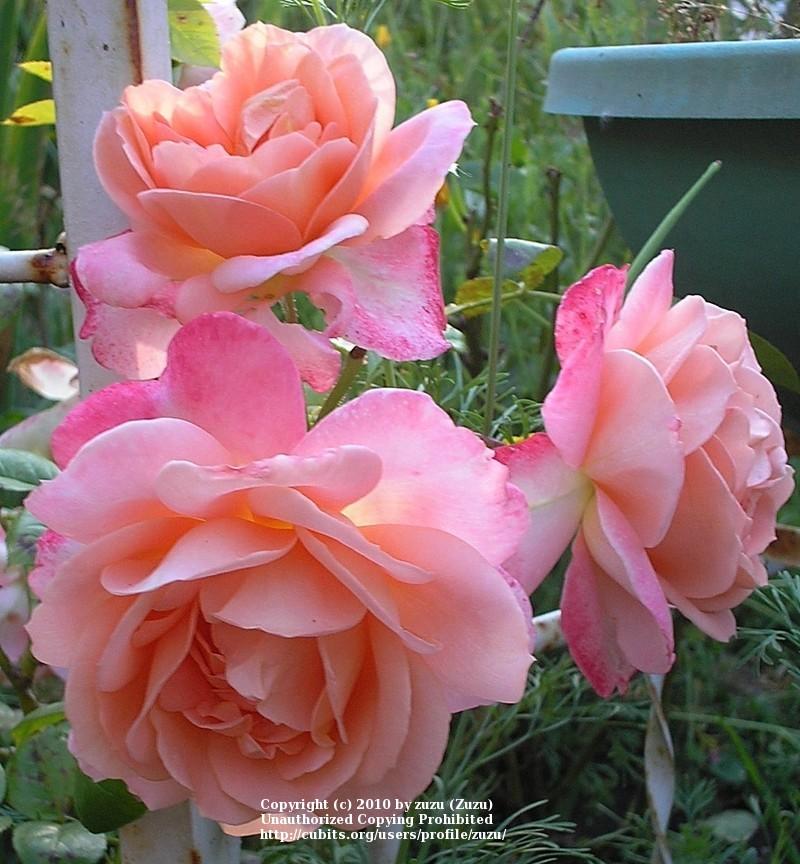 Photo of Rose (Rosa 'Lady of the Mist') uploaded by zuzu