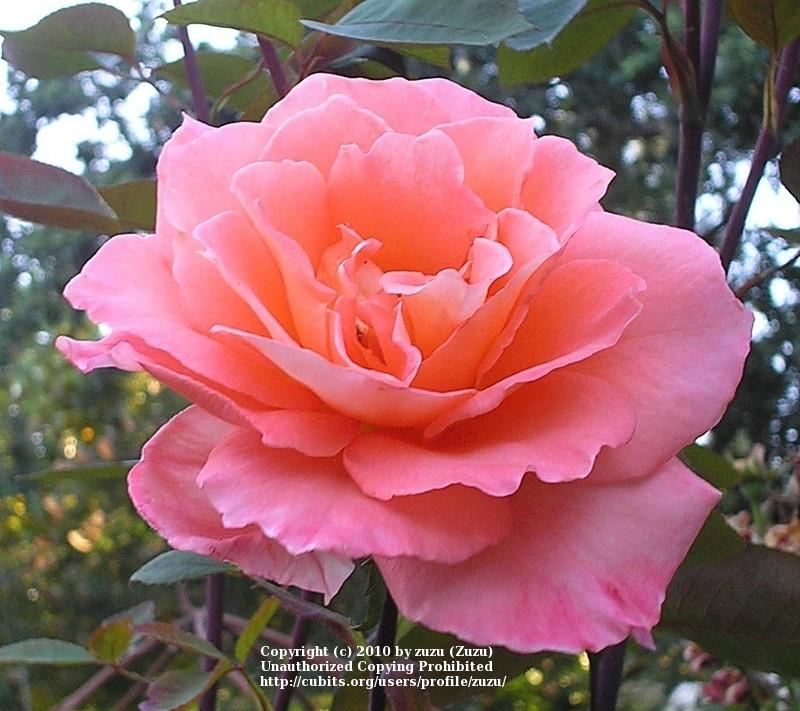 Photo of Rose (Rosa 'Lady Mavis Pilkington') uploaded by zuzu
