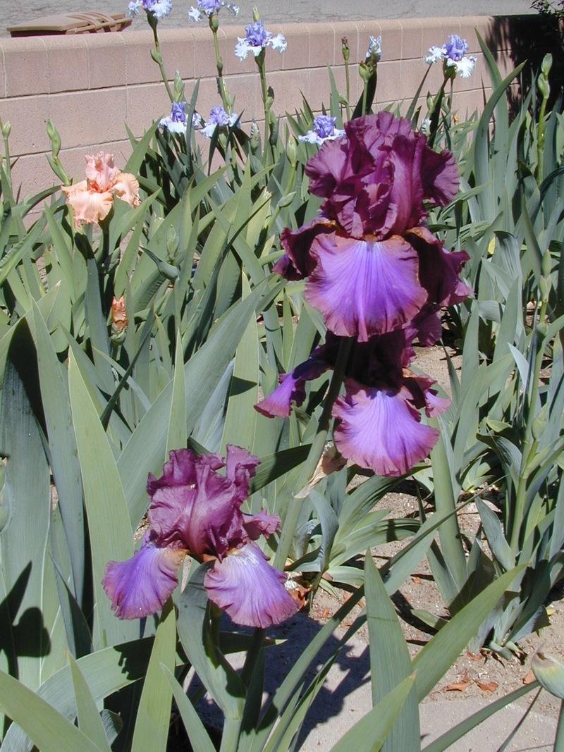 Photo of Tall Bearded Iris (Iris 'Cantina') uploaded by Betja