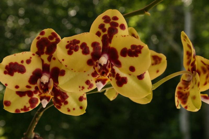 Photo of Orchid (Phalaenopsis Sogo Pearl 'PRO') uploaded by Ironwood