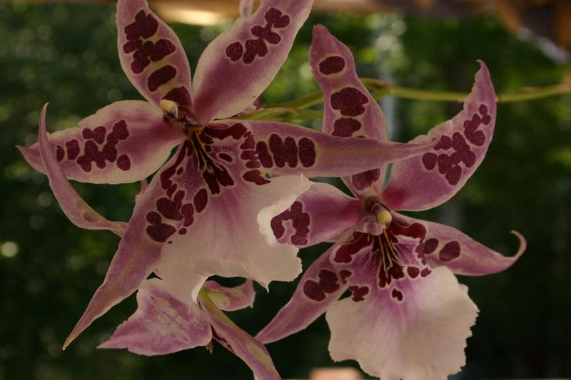 Photo of Orchid (Aliceara Peggy Ruth Carpenter 'Morning Joy') uploaded by Ironwood