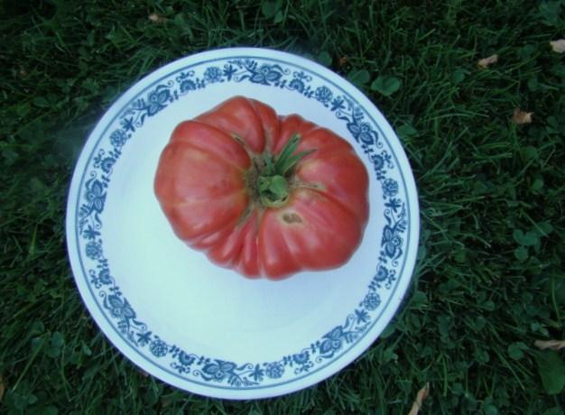 Photo of Tomato (Solanum lycopersicum 'Mexico') uploaded by Patti1957