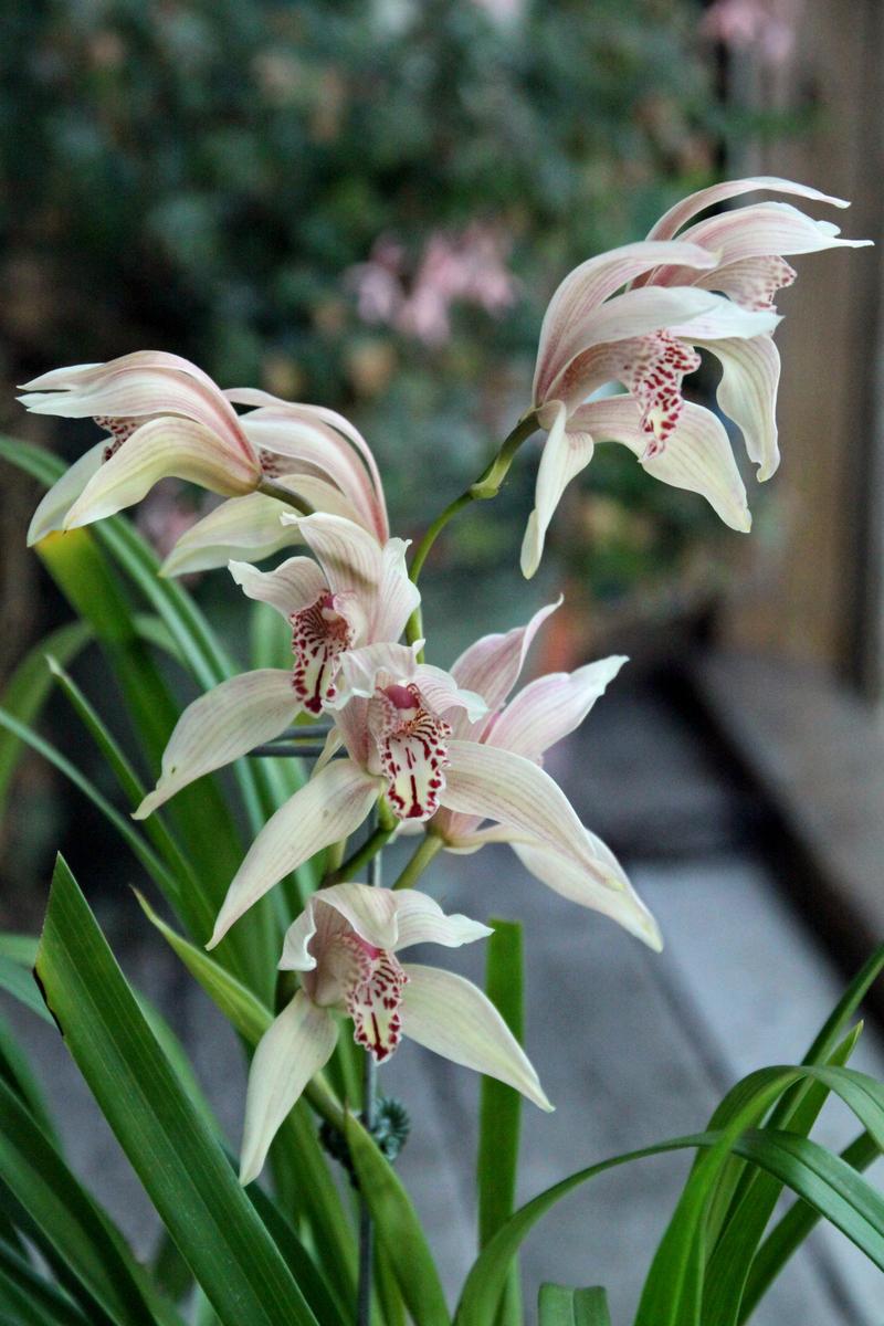 Photo of Orchid (Cymbidium Florinda) uploaded by boojum