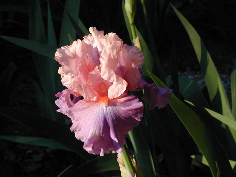 Photo of Tall Bearded Iris (Iris 'Bon Appetit') uploaded by Betja