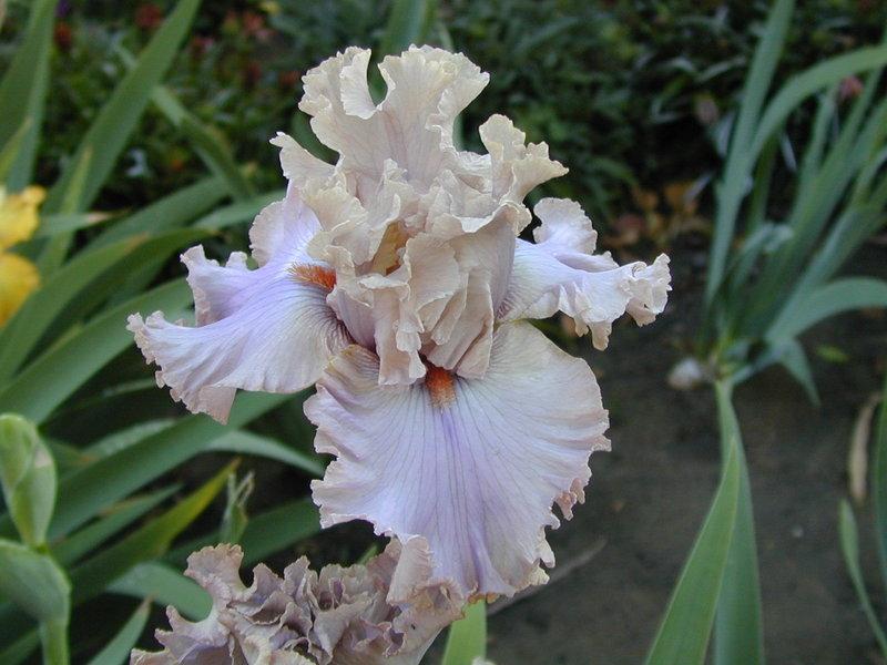 Photo of Tall Bearded Iris (Iris 'Stop Flirting') uploaded by Betja