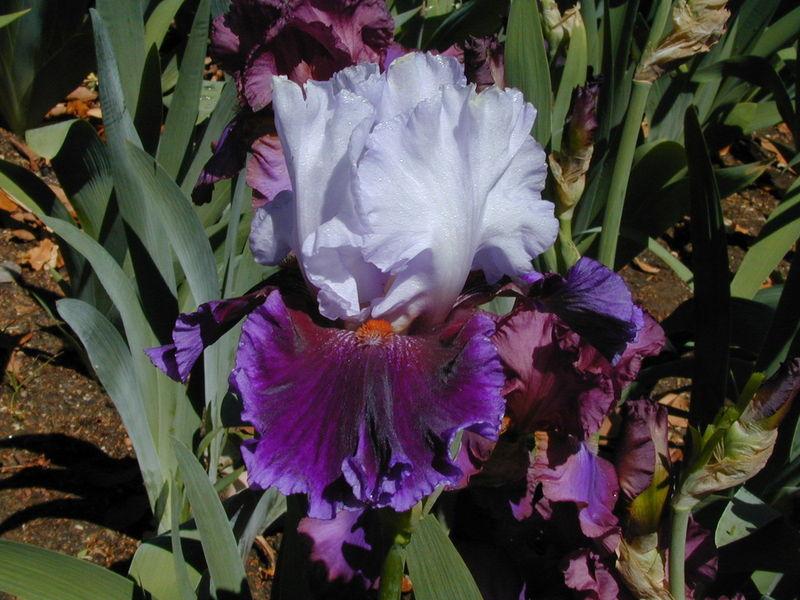 Photo of Tall Bearded Iris (Iris 'Love Is All Around') uploaded by Betja