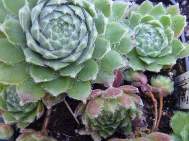 Photo of Hen and Chicks (Sempervivum 'Bunny Girl') uploaded by BlueFox