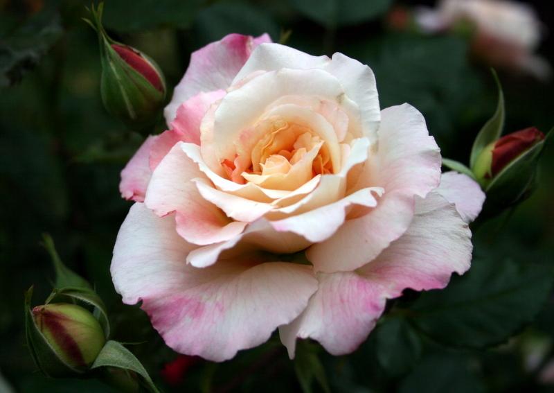 Photo of Rose (Rosa 'Aloha') uploaded by Calif_Sue