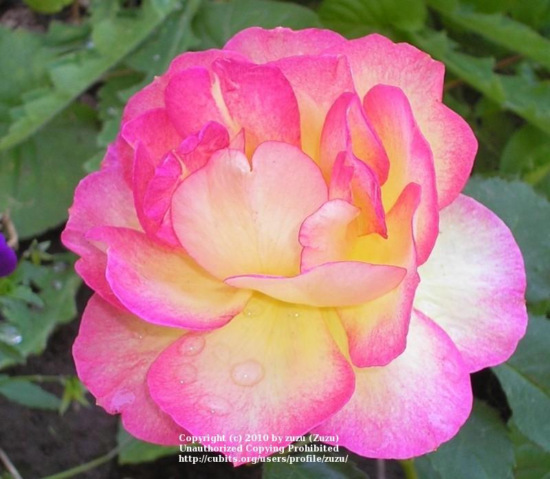 Photo of Rose (Rosa 'Fantastique') uploaded by zuzu