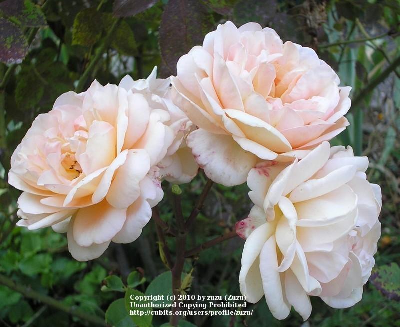 Photo of English Shrub Rose (Rosa 'Charles Austin') uploaded by zuzu