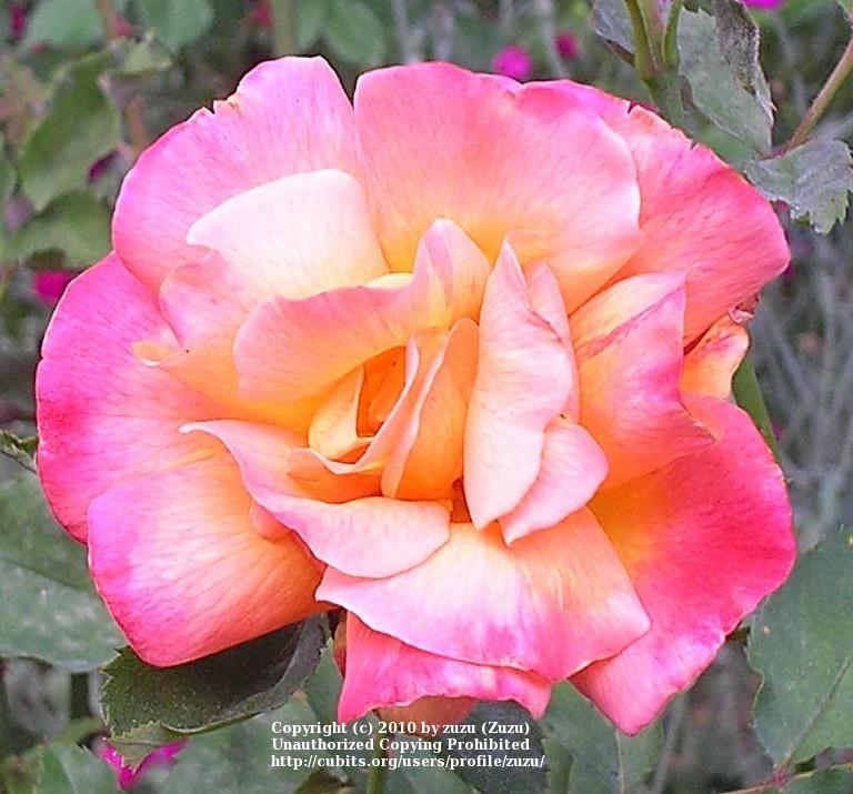 Photo of Rose (Rosa 'Granada') uploaded by zuzu
