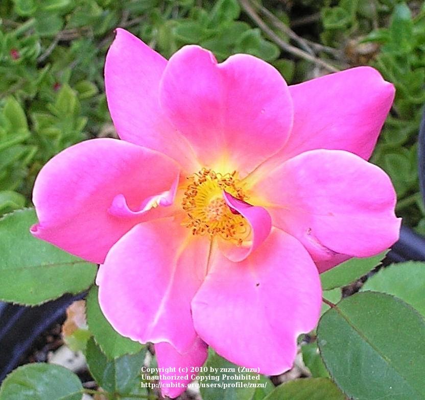 Photo of Rose (Rosa 'Diana Cant') uploaded by zuzu