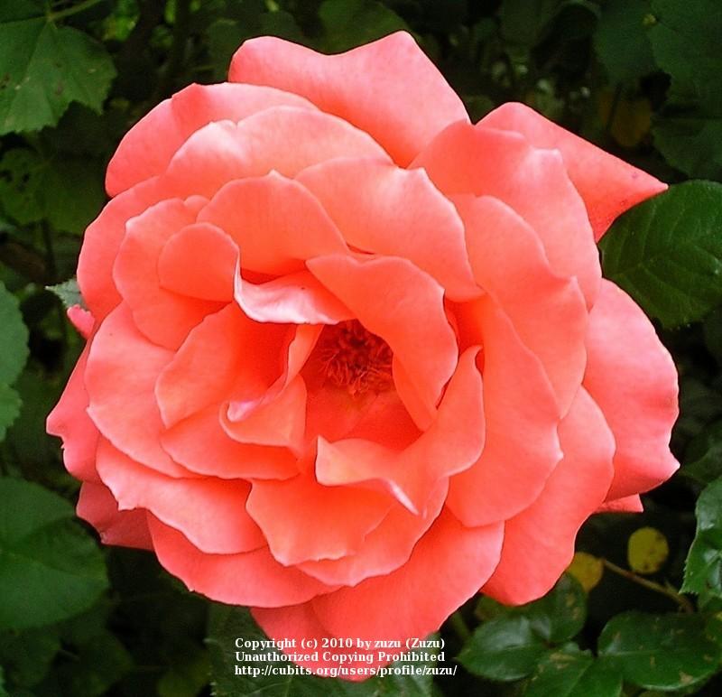 Photo of Rose (Rosa 'Lasting Peace') uploaded by zuzu