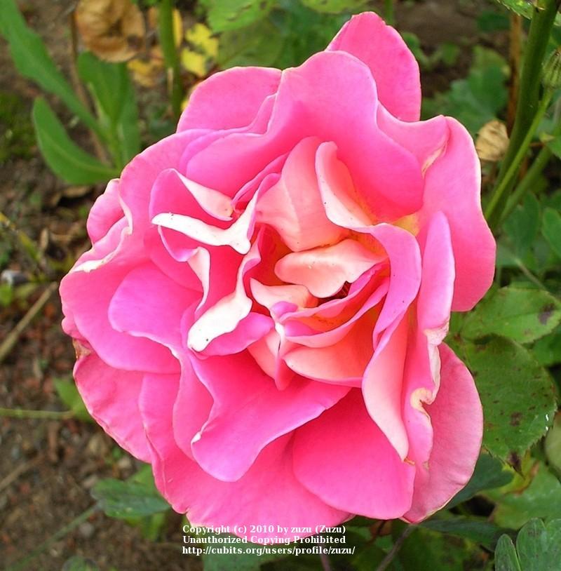 Photo of Rose (Rosa 'Change of Heart') uploaded by zuzu
