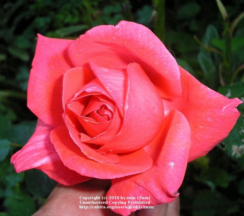 Photo of Rose (Rosa 'Lasting Peace') uploaded by zuzu