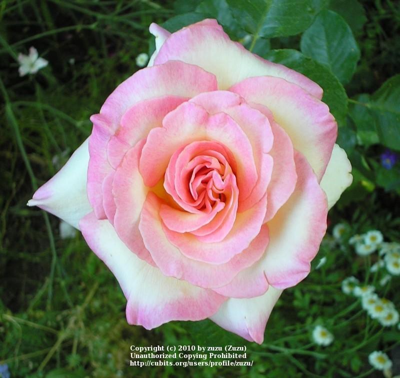 Photo of Rose (Rosa 'LeAnn Rimes') uploaded by zuzu