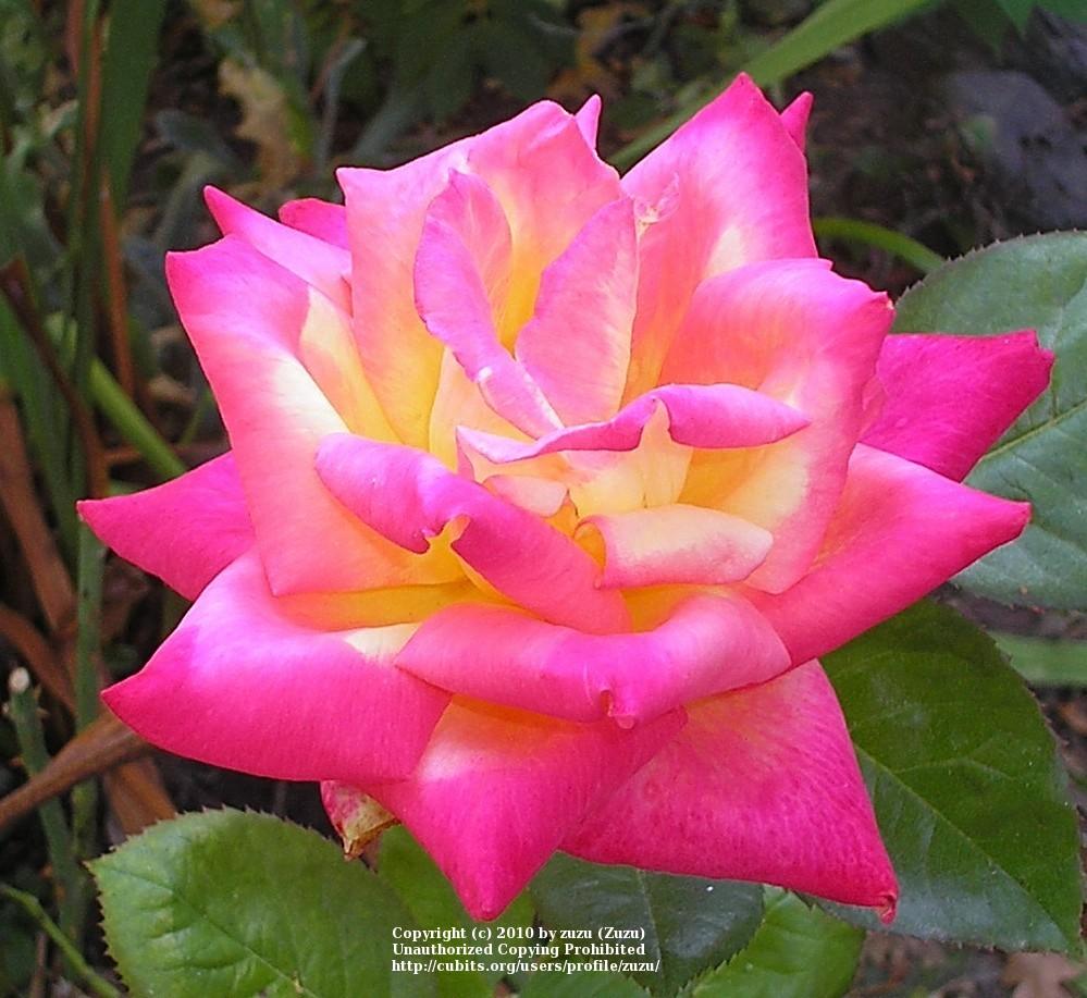 Photo of Rose (Rosa 'Hondo') uploaded by zuzu
