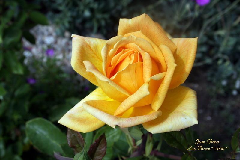 Photo of Rose (Rosa 'Jean Giono') uploaded by Calif_Sue