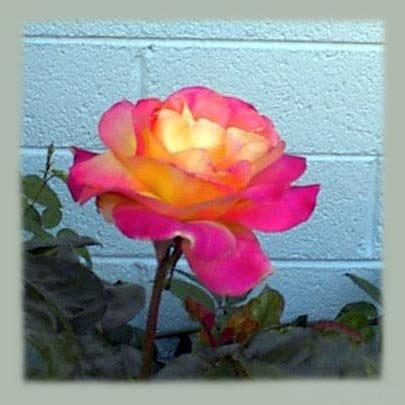 Photo of Rose (Rosa 'Love & Peace') uploaded by GardenGuyAZ