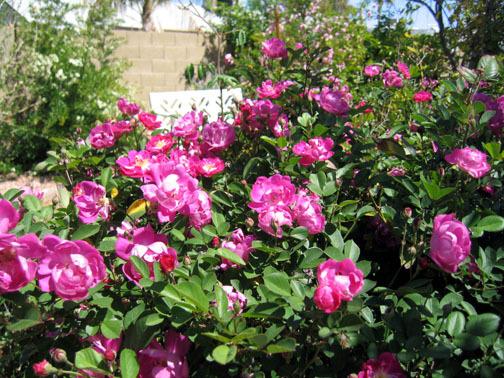 Photo of Rose (Rosa 'Mr. Bluebird') uploaded by GardenGuyAZ
