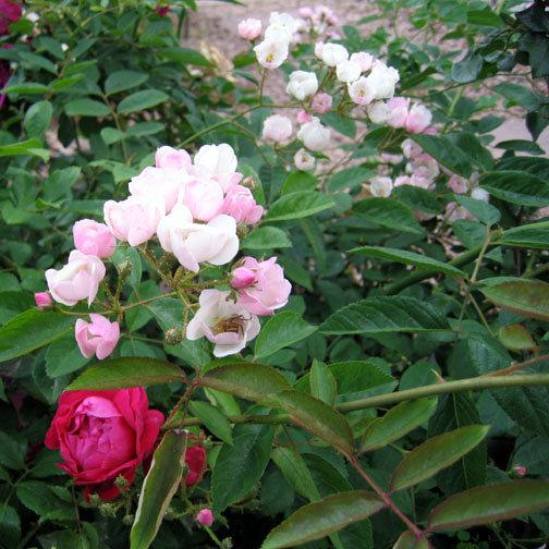 Photo of Rose (Rosa 'Menja') uploaded by GardenGuyAZ