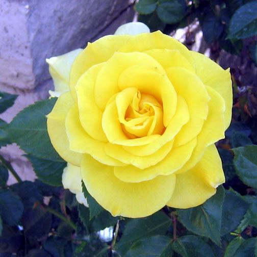 Photo of Rose (Rosa 'Sunsprite') uploaded by GardenGuyAZ