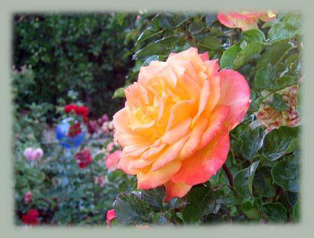 Photo of Rose (Rosa 'Spectra') uploaded by GardenGuyAZ
