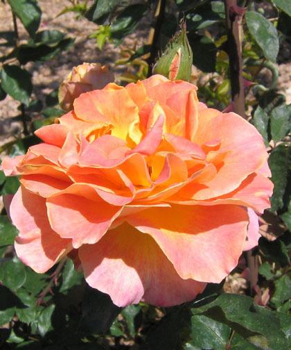 Photo of Rose (Rosa 'Calico') uploaded by GardenGuyAZ