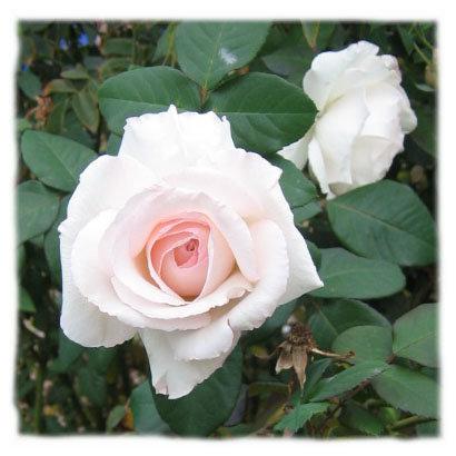 Photo of Rose (Rosa 'Ginger Hill') uploaded by GardenGuyAZ